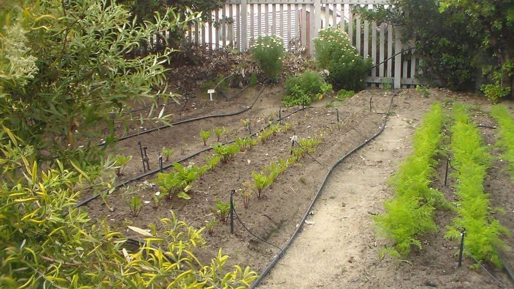 Community food gardening in action