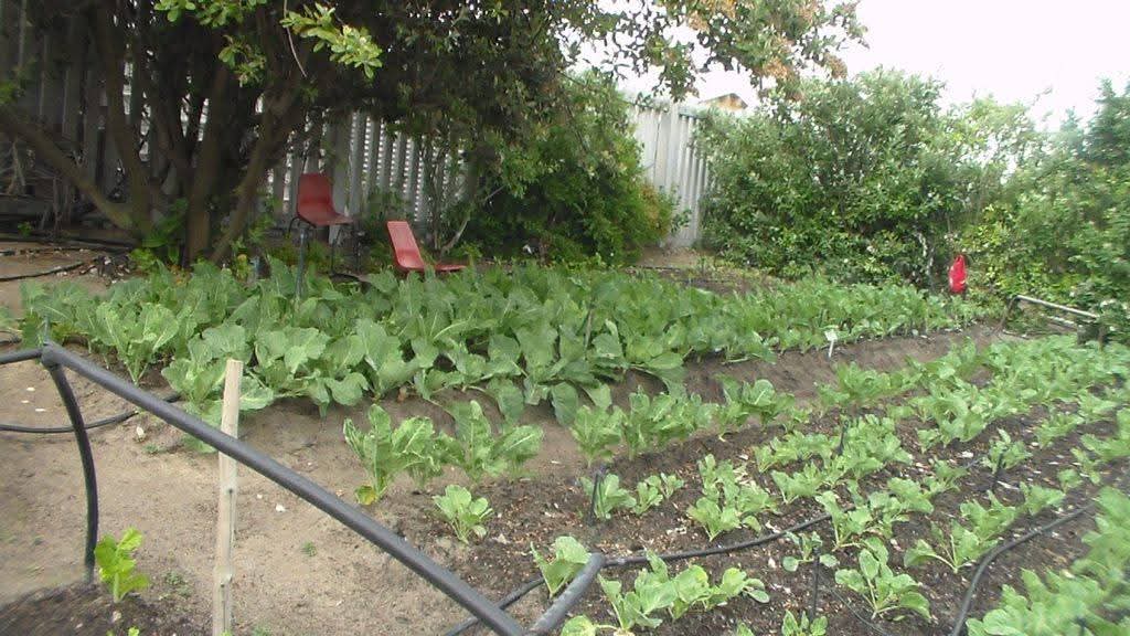 Participants working in the food garden